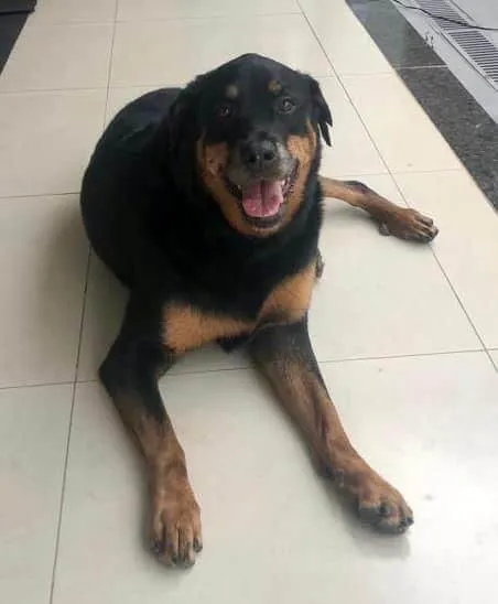 Cachorro ra a Rottweiler / Pitbull  idade 6 ou mais anos nome JADE/ARIEL