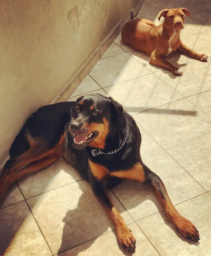 Cachorro ra a Rottweiler / Pitbull  idade 6 ou mais anos nome JADE/ARIEL