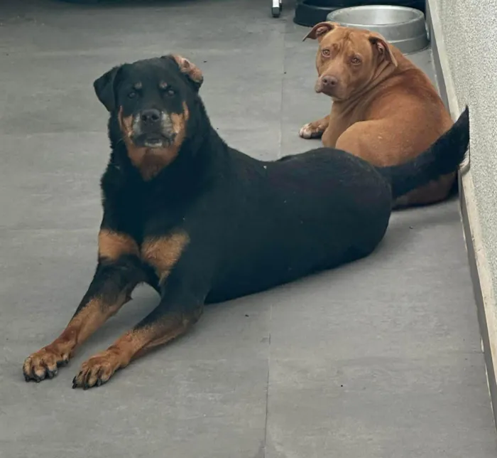 Cachorro ra a Rottweiler / Pitbull  idade 6 ou mais anos nome JADE/ARIEL
