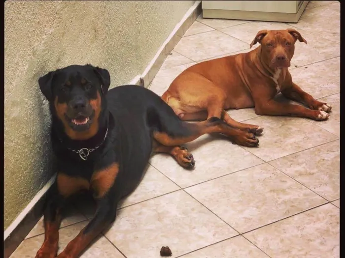 Cachorro ra a Rottweiler / Pitbull  idade 6 ou mais anos nome JADE/ARIEL