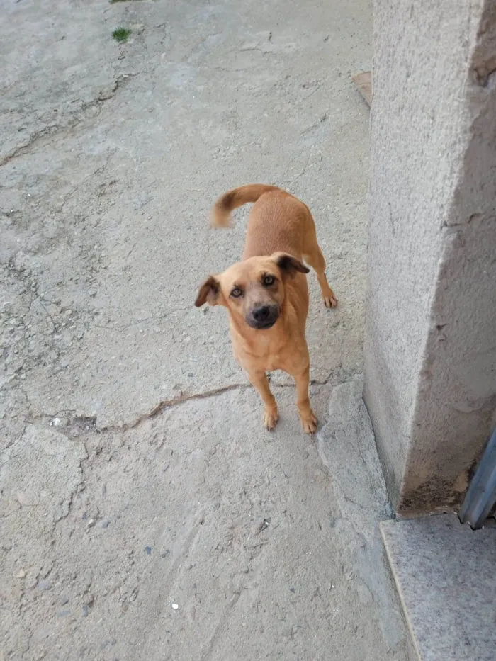 Cachorro raça Pitbull  idade  nome Lord,laica,Kiara e jad