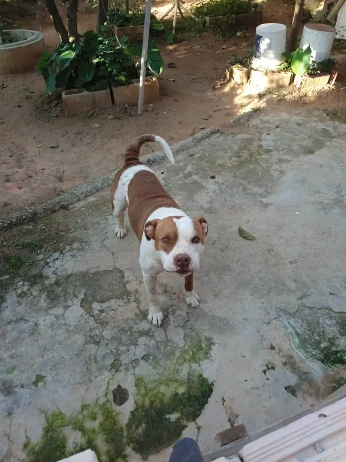 Cachorro raça Pitbull  idade  nome Lord,laica,Kiara e jad