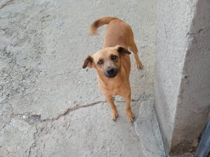 Cachorro raça Pitbull  idade  nome Lord,laica,Kiara e jad