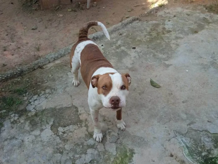 Cachorro raça Pitbull  idade  nome Lord,laica,Kiara e jad