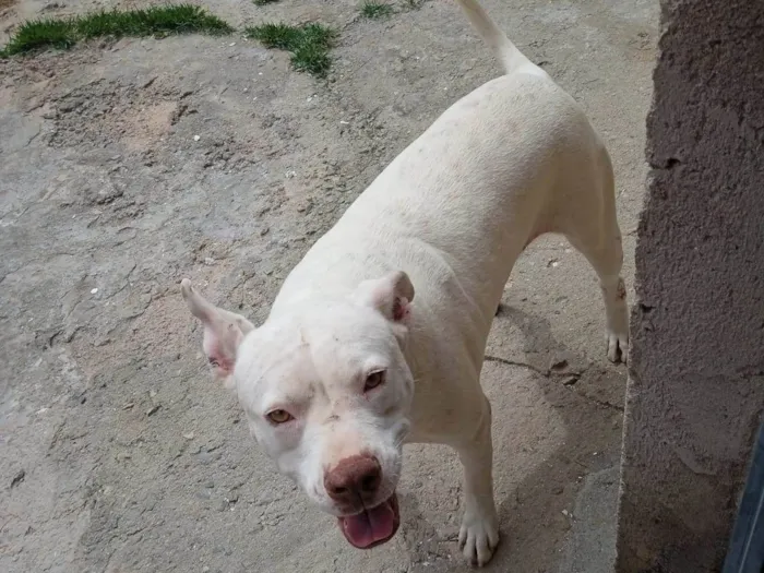Cachorro raça Pitbull  idade  nome Lord,laica,Kiara e jad