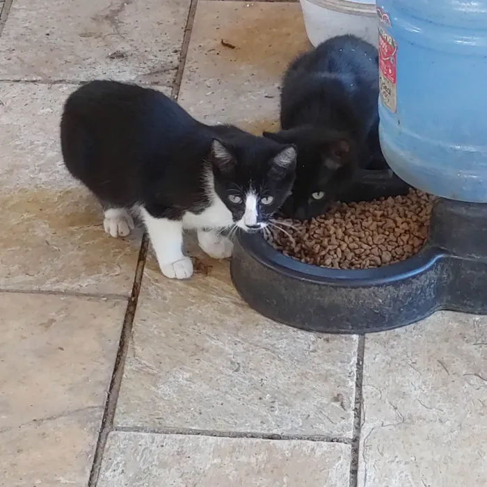 Gato ra a Indefinida idade 2 a 6 meses nome Panda