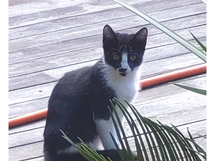 Gato ra a Indefinida idade 2 a 6 meses nome Panda