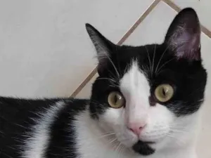 Gato raça  idade 1 ano nome Frajola