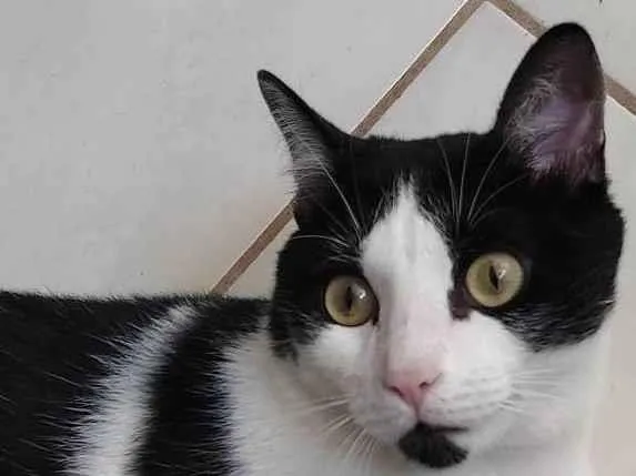 Gato ra a  idade 1 ano nome Frajola