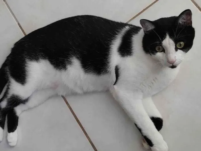Gato ra a  idade 1 ano nome Frajola