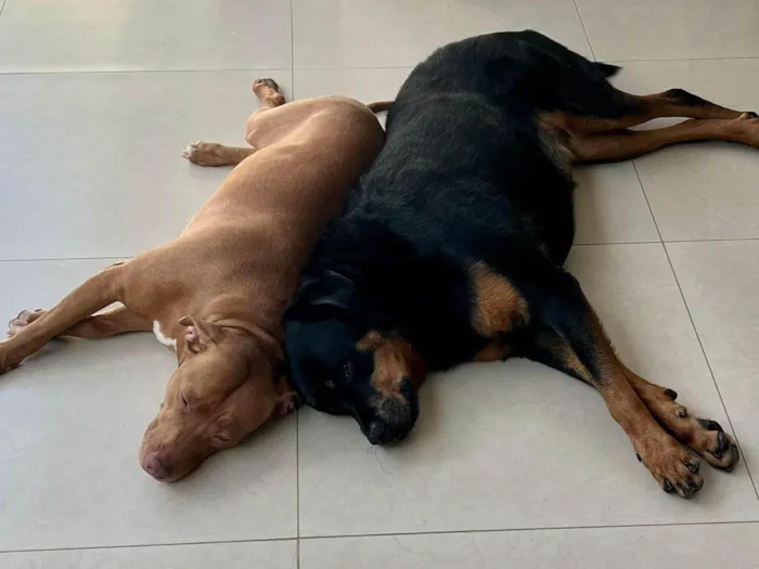 Cachorro ra a Rottweiler / Pitbull  idade 6 ou mais anos nome JADE/ARIEL