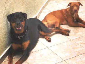 Cachorro raça Rottweiler / Pitbull  idade 6 ou mais anos nome JADE/ARIEL