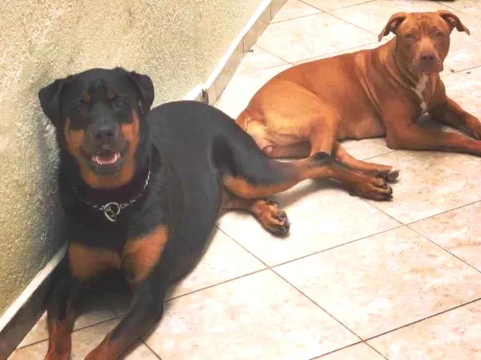 Cachorro ra a Rottweiler / Pitbull  idade 6 ou mais anos nome JADE/ARIEL