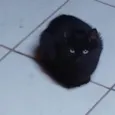 Cacau
