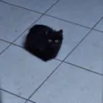 Cacau