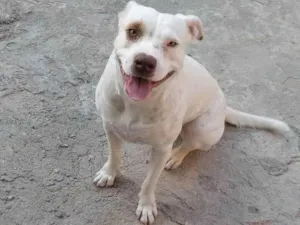 Cachorro raça Pitbull  idade  nome Lord,laica,Kiara e jad