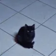 Cacau