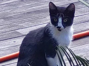 Gato raça Indefinida idade 2 a 6 meses nome Panda