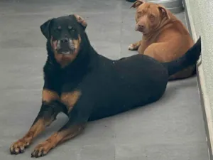Cachorro raça Rottweiler / Pitbull  idade 6 ou mais anos nome JADE/ARIEL