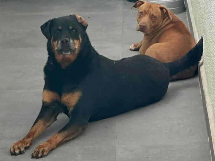 Cachorro ra a Rottweiler / Pitbull  idade 6 ou mais anos nome JADE/ARIEL