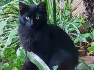 Gato raça Indefinida idade 2 a 6 meses nome Cacau