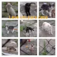 Gatinhos