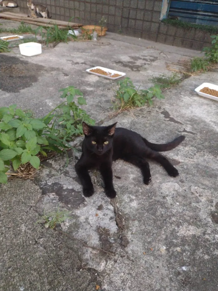 Gato ra a SRD-ViraLata idade 1 ano nome Gatinhos