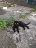 Gatinhos