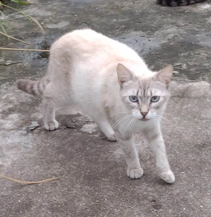 Gato ra a SRD-ViraLata idade 1 ano nome Gatinhos