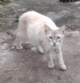 Gatinhos