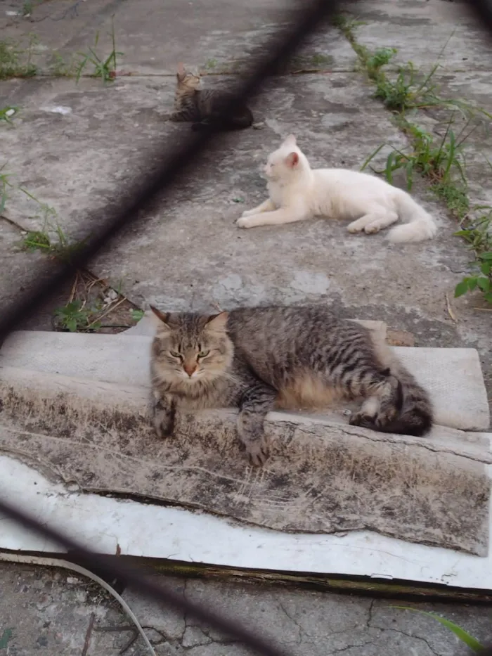 Gato ra a SRD-ViraLata idade 1 ano nome Gatinhos