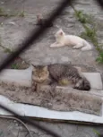 Gatinhos