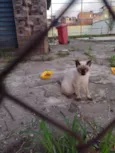 Gatinhos