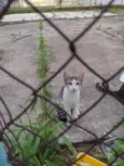 Gatinhos