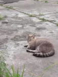 Gatinhos
