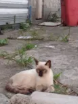 Gatinhos