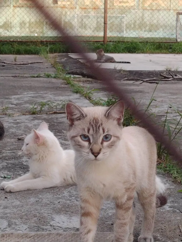 Gato ra a SRD-ViraLata idade 1 ano nome Gatinhos
