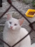 Gatinhos