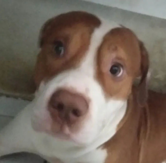 Cachorro raça Pit-Bull idade 2 anos nome Tauro 