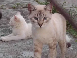 Gato raça SRD-ViraLata idade 1 ano nome Gatinhos
