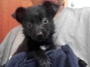 Cachorro raça SRD-ViraLata idade 2 a 6 meses nome Gordinha