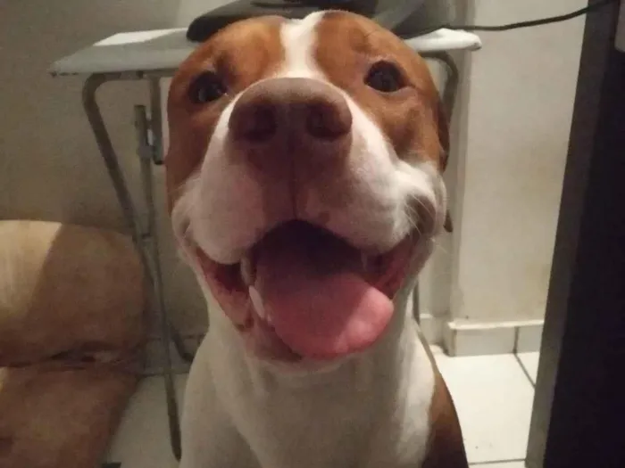 Cachorro raça Pit-Bull idade 2 anos nome Tauro 