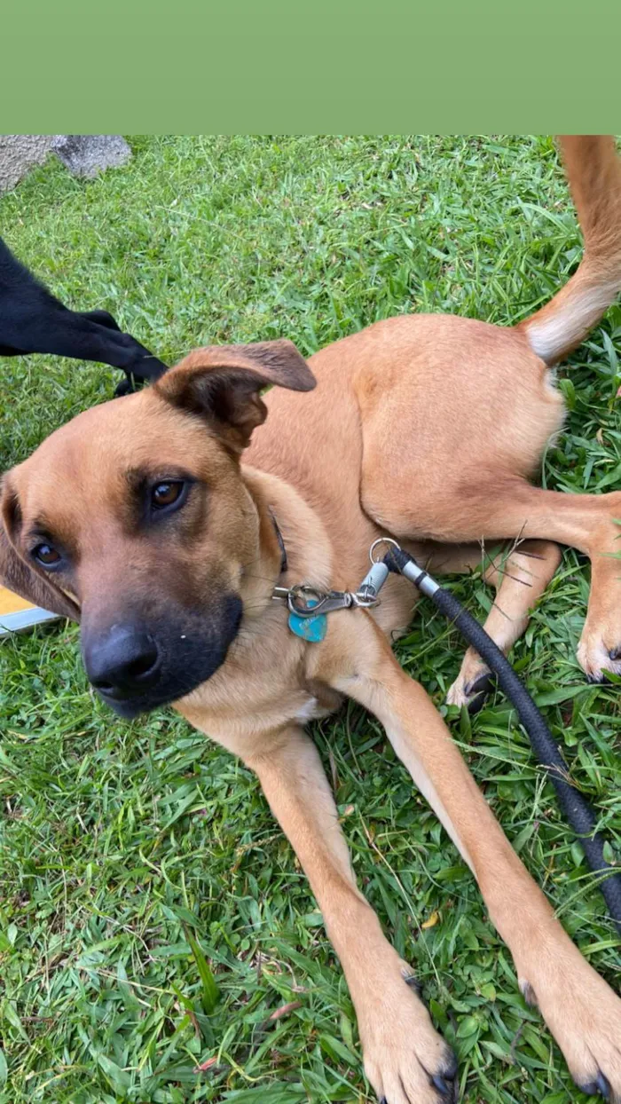 Cachorro ra a SRD-ViraLata idade 1 ano nome Dengo- grande amigo para adoção 