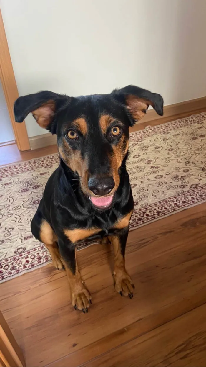 Cachorro ra a SRD-ViraLata idade 1 ano nome Cissa, querida e simpática para adoção 