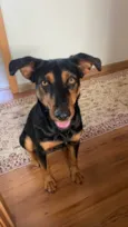 Cissa, querida e simpática para adoção