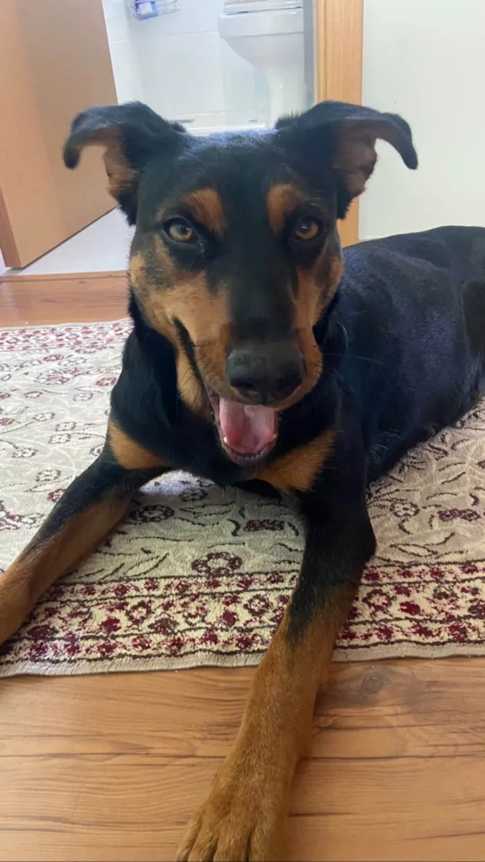 Cachorro ra a SRD-ViraLata idade 1 ano nome Cissa, querida e simpática para adoção 