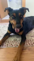 Cissa, querida e simpática para adoção