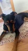 Cissa, querida e simpática para adoção