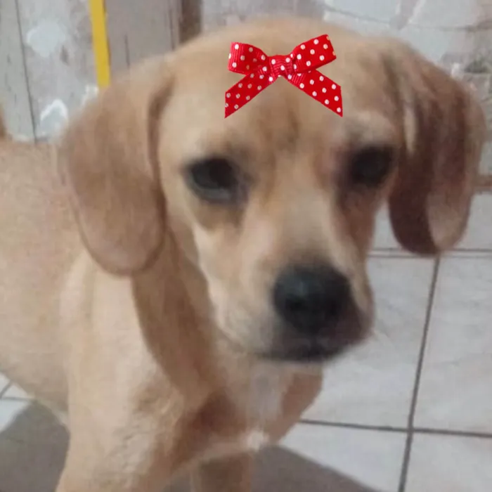 Cachorro ra a Mestica  idade 2 a 6 meses nome Malu 