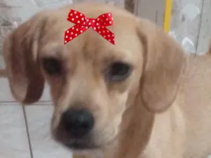 Cachorro raça Mestica  idade 2 a 6 meses nome Malu 